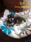 Chihuahua-Kc-Reg-5-Smooth-Coat-Puppies