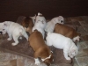 English-bulldog-puppies-for-sale-in-Columbia-SC