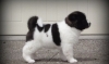 Good-looking-and-playful-Akita-puppies
